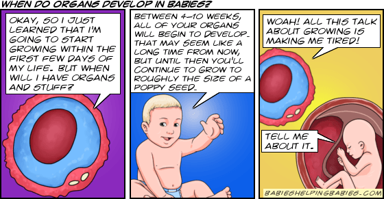 When Do Babies Sex Organs Begin To Develop